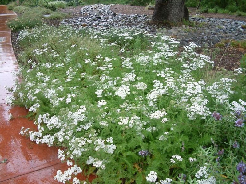Yarrow (Achillea millefolium)