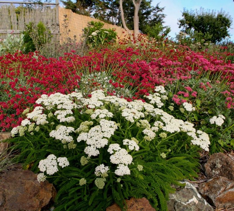 Yarrow (Achillea millefolium)