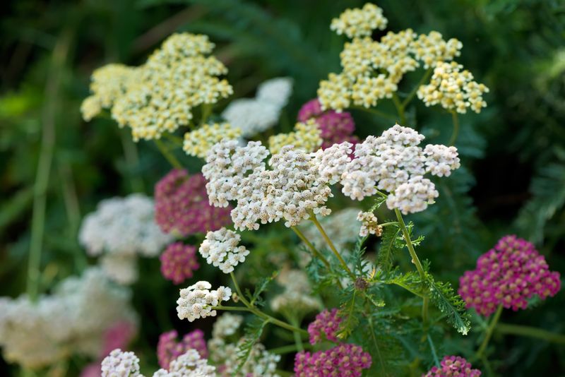 Yarrow (Achillea millefolium) Yarrow (Achillea millefolium)
