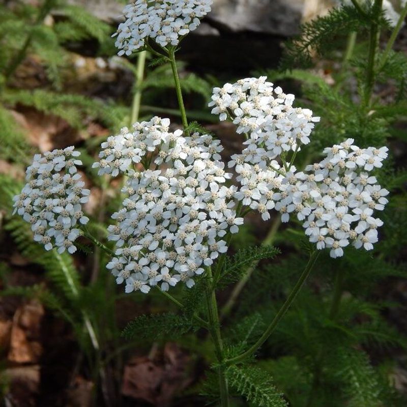 Yarrow (Achillea millefolium)