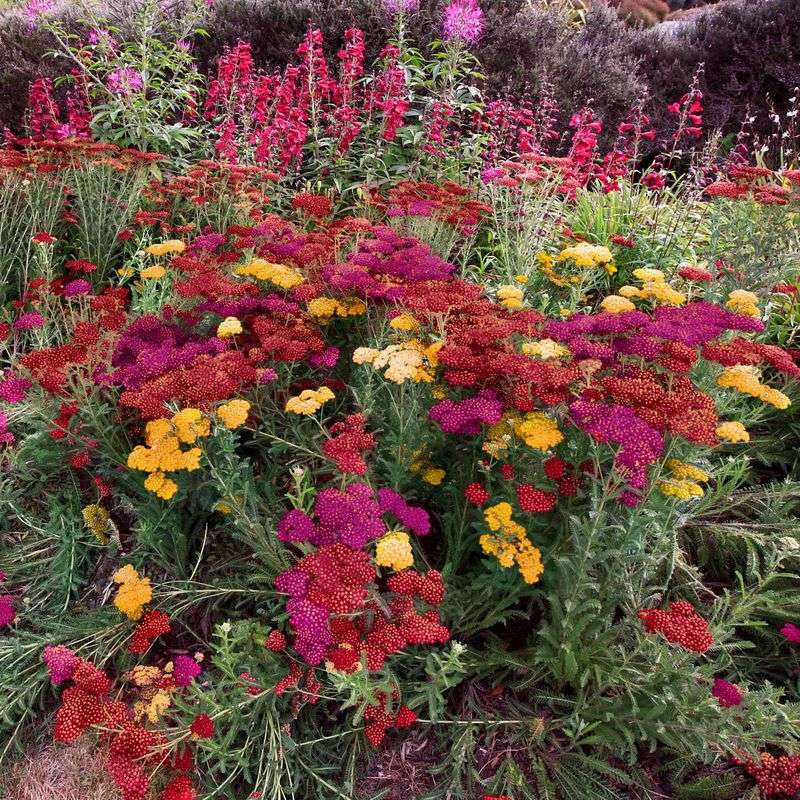 Yarrow (Achillea millefolium)