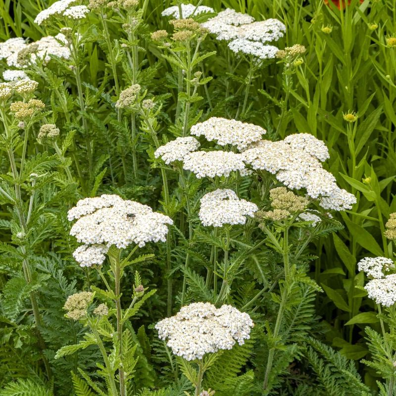 Yarrow (Achillea millefolium) Yarrow (Achillea millefolium)