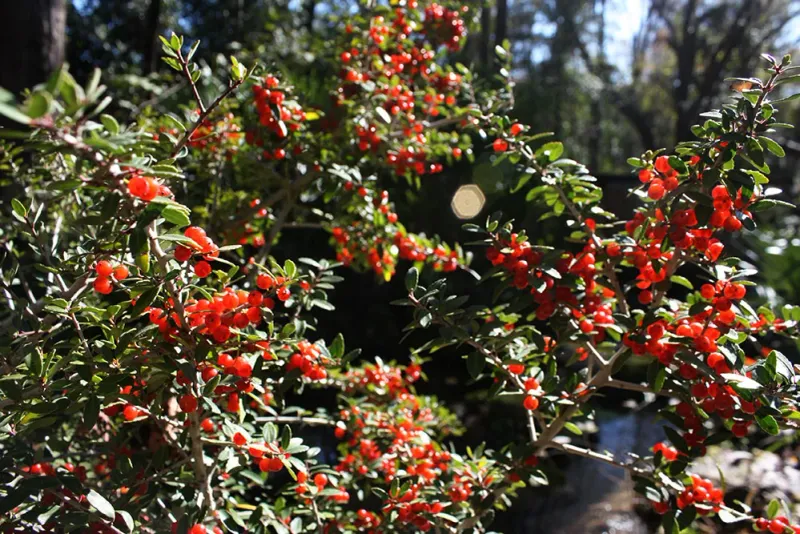 Yaupon Holly