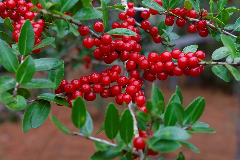 Yaupon Holly