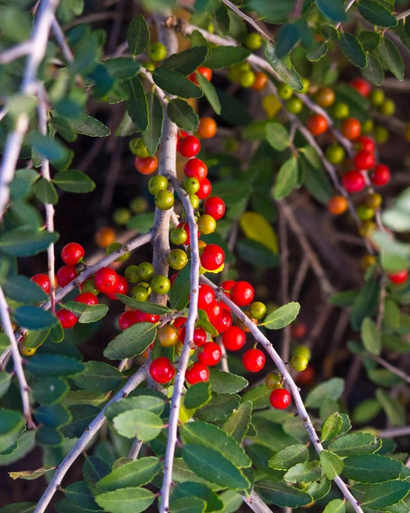 Yaupon Holly