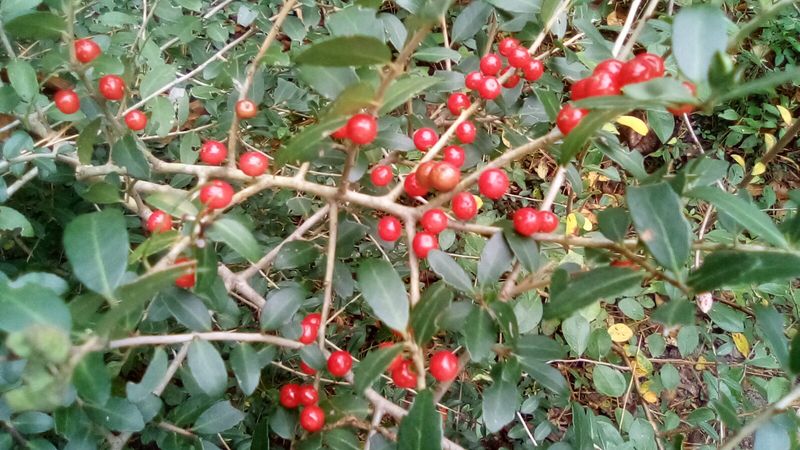 Yaupon Holly Yaupon Holly