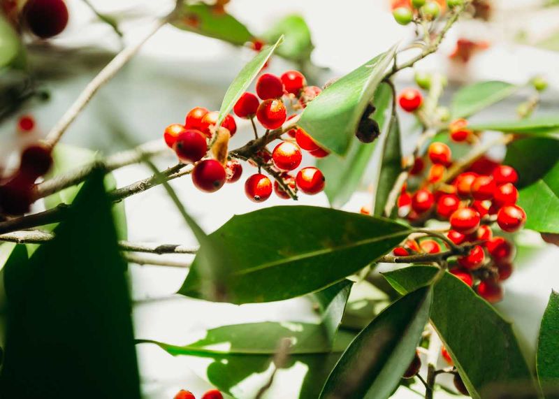 Yaupon Holly Yaupon Holly