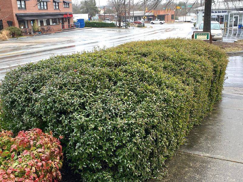 Yaupon Holly Fits the Hedge Job Better Than the Headline Does