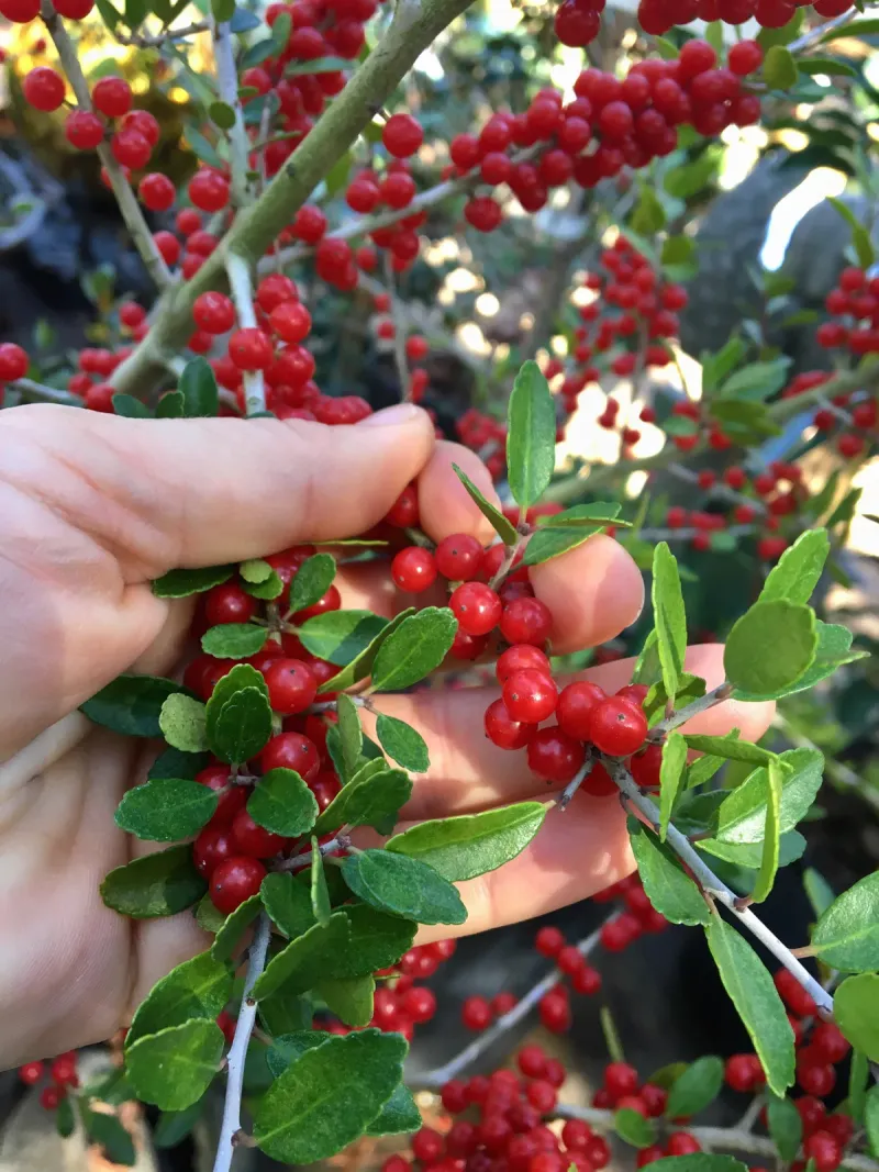 Yaupon Holly