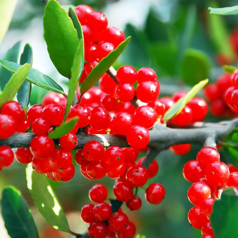 Yaupon holly adds dense, year-round porch habitat