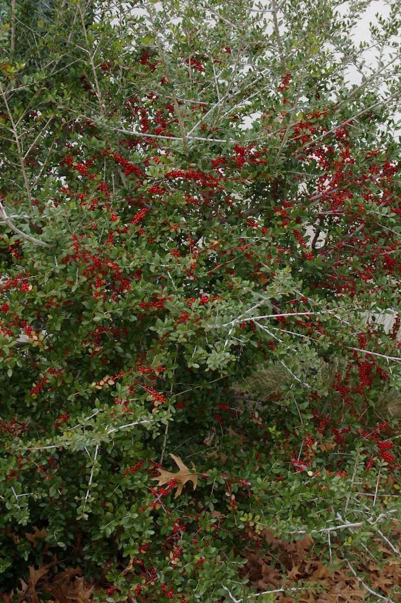 Yaupon is a regional shelter option, not a proven anole attractant Yaupon is a regional shelter option, not a proven anole attractant
