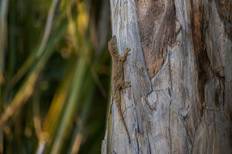 Yaupon may complement the places geckos already use