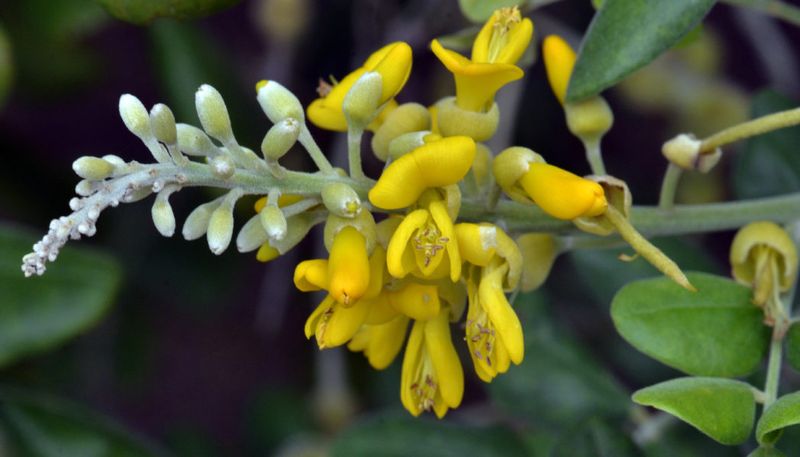 Yellow allamanda replaced with yellow necklacepod