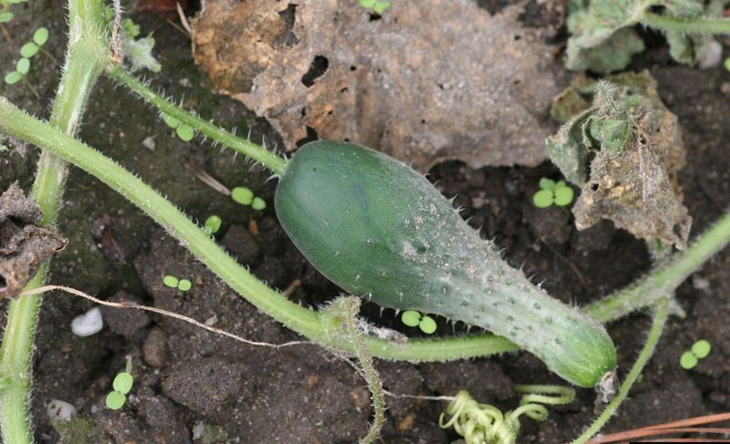 Yellow, bulging, or seedy fruit needs a diagnosis