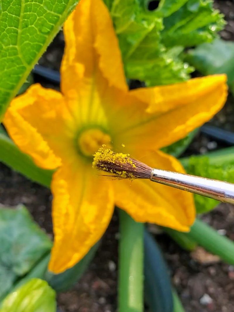 Yellow, firm fruit often calls for a pollination check Yellow, firm fruit often calls for a pollination check