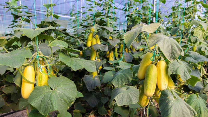 Yellow fruit does not prove a watering problem