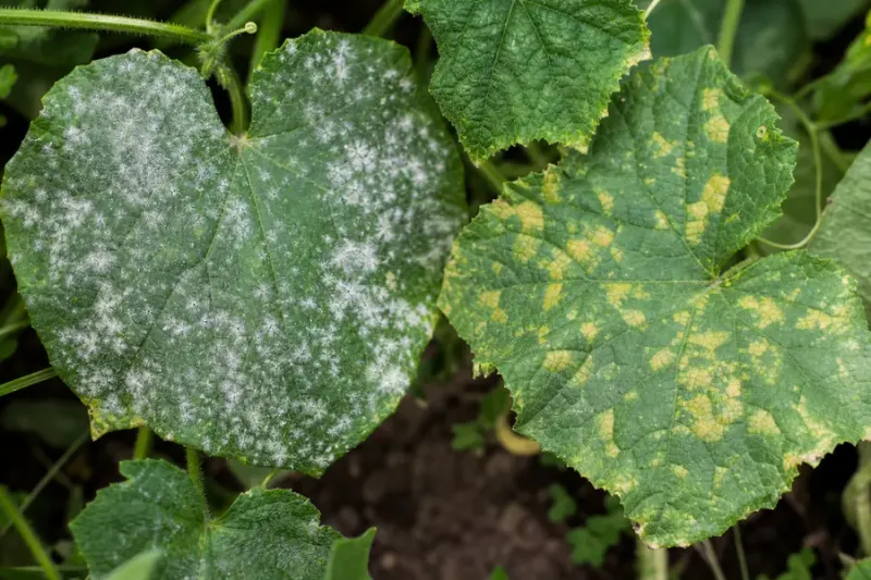 Yellow mottling and curling raise a question, not a diagnosis