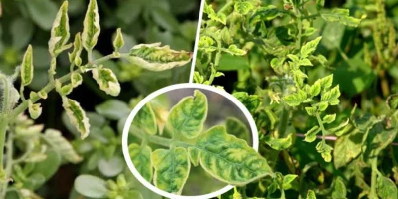 Yellowing patterns can point beyond heat