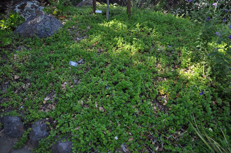 Yerba Buena (Clinopodium douglasii)