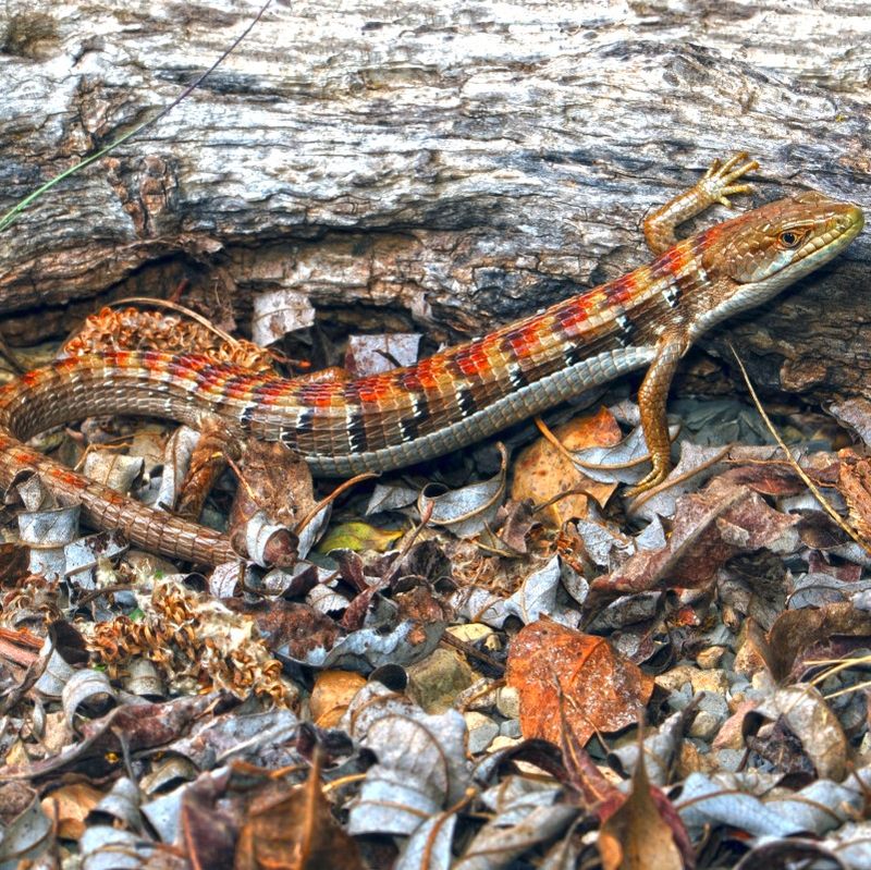 Yes, southern alligator lizards eat western black widows—but that is not pest control on demand