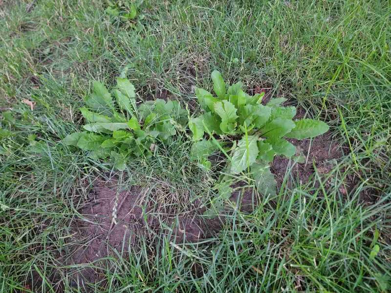 Your Weed Patch Is a Clue, Not a Soil Test
