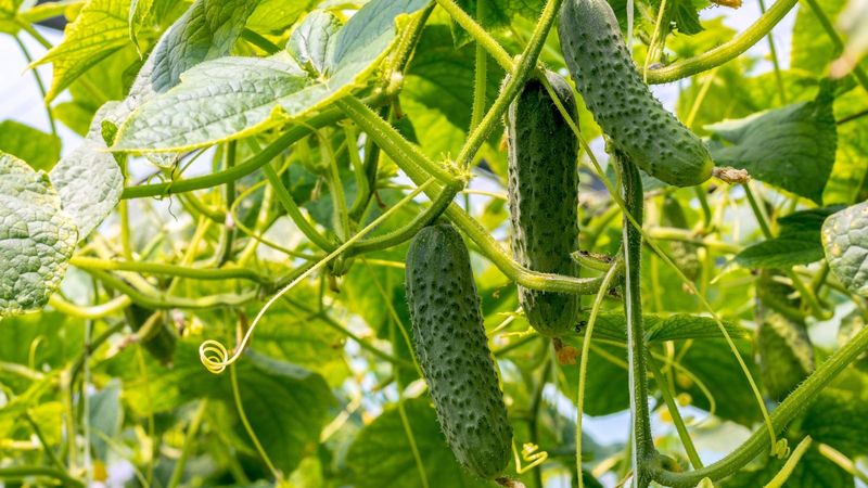 Your climate and cucumber type change the next move Your climate and cucumber type change the next move