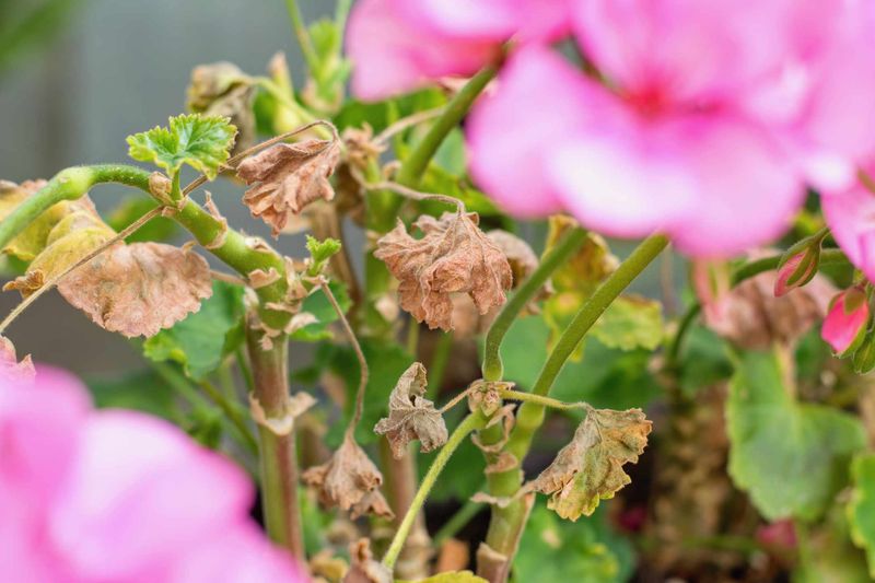 Your “geranium” is probably a Pelargonium