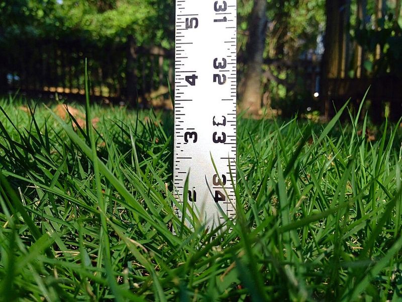 Your mower helps the lawn compete, but it cannot solve crabgrass alone Your mower helps the lawn compete, but it cannot solve crabgrass alone