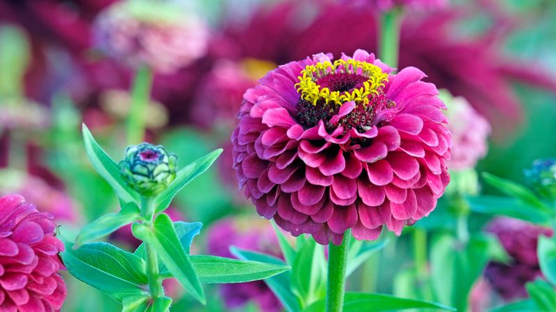 Zinnia