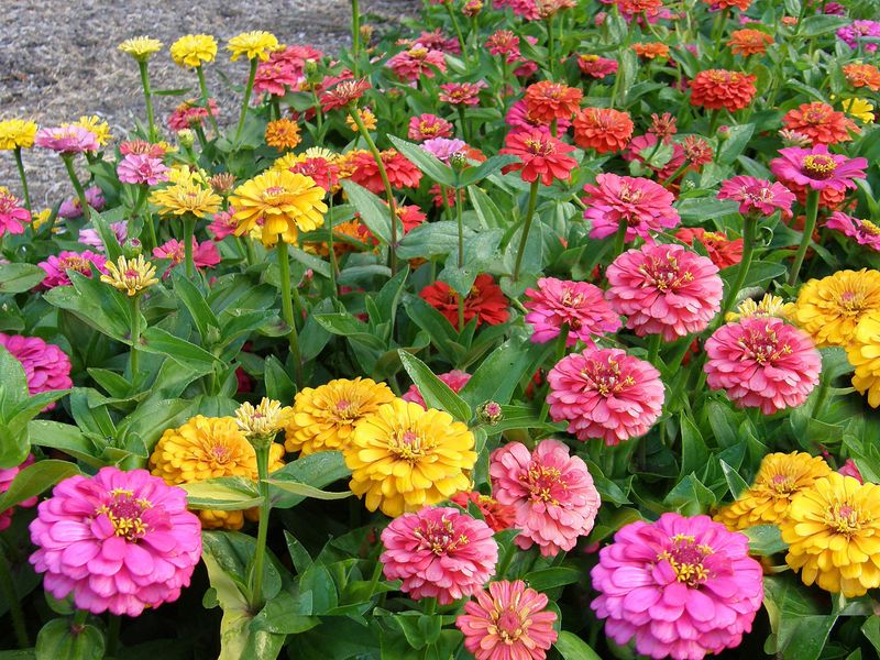 Zinnia