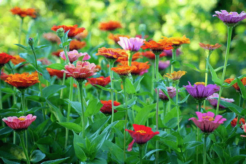 Zinnia Zinnia