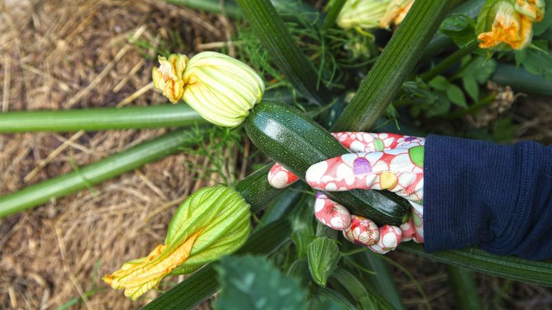 Zucchini is usually picked before full maturity Zucchini is usually picked before full maturity