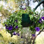 Your Petunias Look Thirsty but One Watering Habit Is Quietly Ruining the Blooms