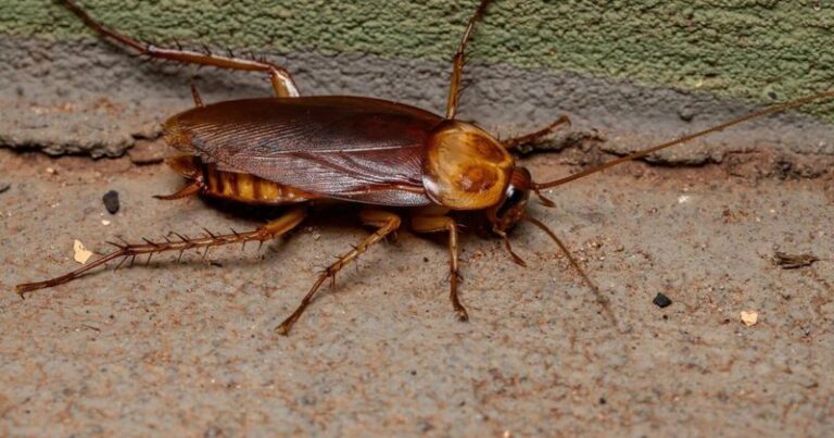 7 Florida Native Plants That Look Great Out Front and Quietly Keep Roaches Out of Your Beds