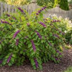 The Low-Effort North Carolina Native Shrub That Keeps Backyard Birds Fed From Summer Into Fall