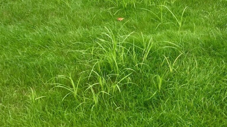 Nutsedge Keeps Shooting Up Faster Than Your Grass No Matter How Much You Pull — Here’s the Fix That Finally Stops It