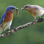 What It Really Means When Bluebirds Suddenly Disappear From Your North Carolina Yard in Late Summer