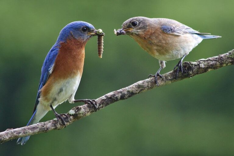 What It Really Means When Bluebirds Suddenly Disappear From Your North Carolina Yard in Late Summer