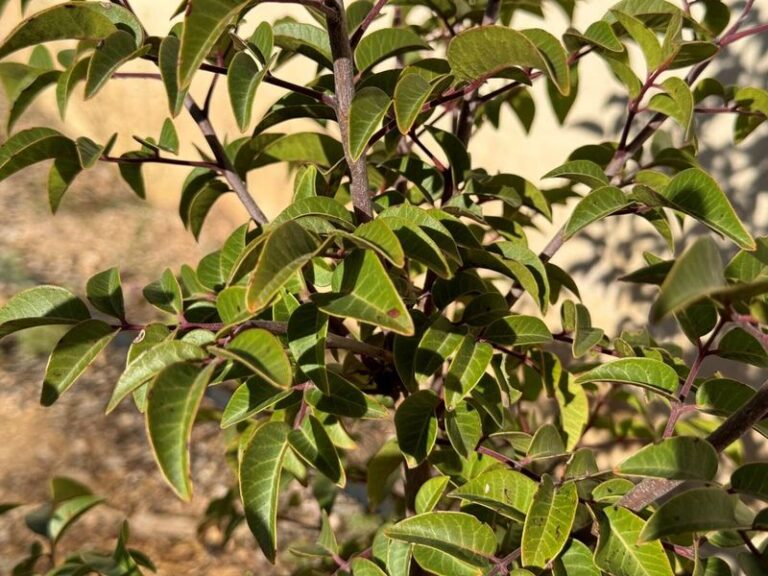 The Native Texas Shrub That Replaces Struggling Photinia Along Your Fence and Actually Thrives in the Heat