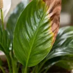 Your Peace Lily Leaves Keep Browning at the Tips — Here’s What the Damage Pattern Tells You to Fix
