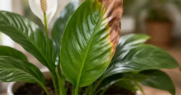 Your Peace Lily Leaves Keep Browning at the Tips — Here’s What the Damage Pattern Tells You to Fix