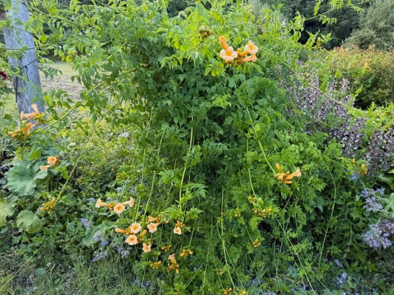 The Native Texas Vine That Sends Ticks Looking For Somewhere Else To Live
