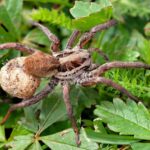 What It Really Means When Wolf Spiders Suddenly Take Over Your North Carolina Yard This Summer