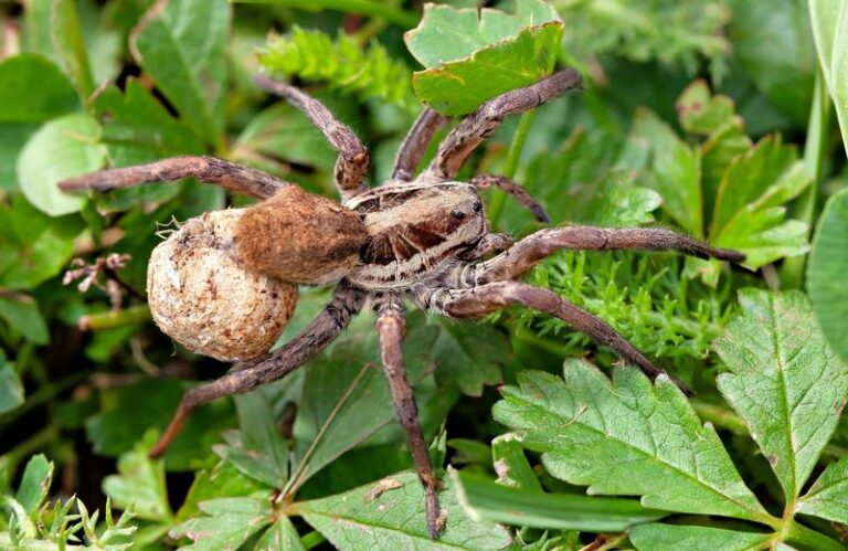 What It Really Means When Wolf Spiders Suddenly Take Over Your North Carolina Yard This Summer