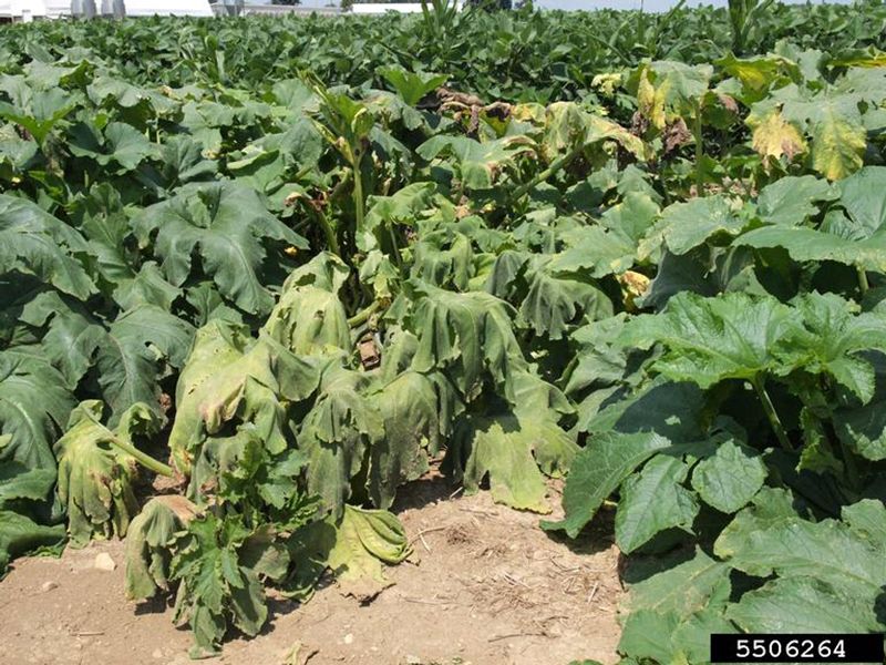 If your cucumber vines wilt and collapse overnight this August, the trouble usually starts inside the stem