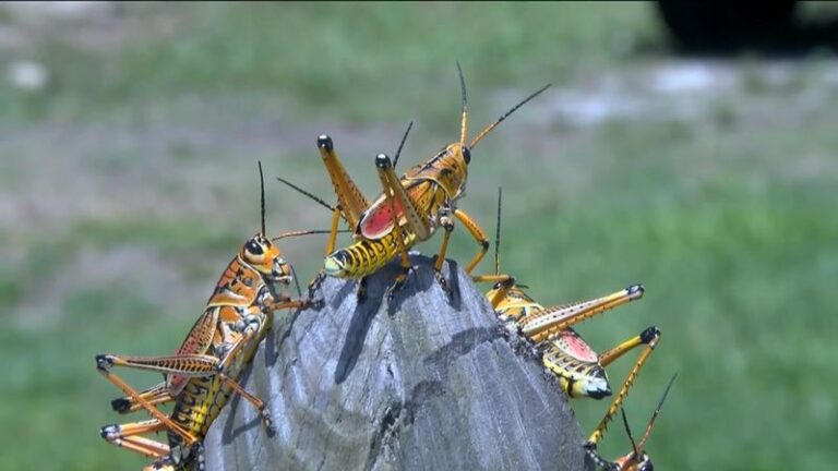 The Big Yellow Grasshoppers Swarming Florida Yards Right Now and What Actually Stops Them
