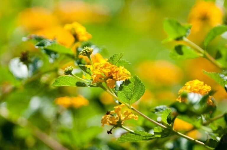 Cut Back Your Texas Lantana This Way Now So It Blooms Hard Through the Fall Heat