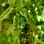 If your tomato leaves are rolling upward and leathery this August, the cause usually starts at the roots