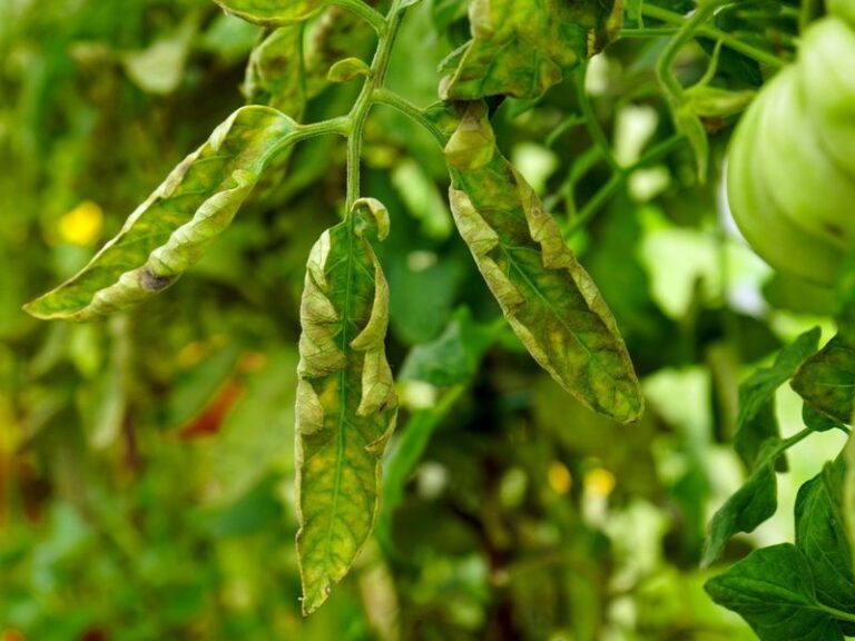 If your tomato leaves are rolling upward and leathery this August, the cause usually starts at the roots