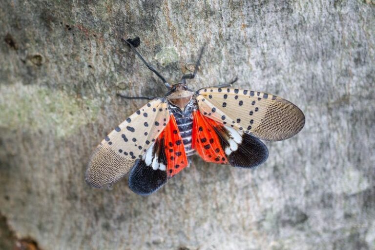 What It Really Means When Spotted Lanternflies Start Showing Up In Your North Carolina Yard This Summer